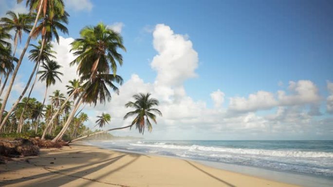 美丽的热带海滩上倾斜的棕榈树。沙滩上的碧绿海浪