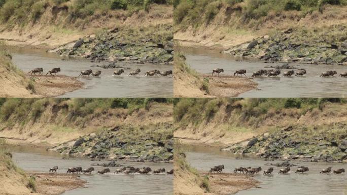 一群紧张的牛羚在肯尼亚马赛马拉的一条河上过河。