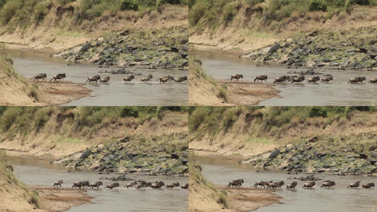 一群紧张的牛羚在肯尼亚马赛马拉的一条河上过河。