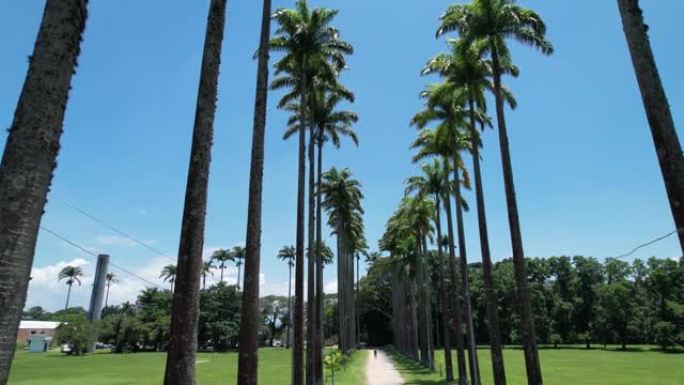 巴西圣何塞多斯坎波斯的布尔·马克思公园-达·西达德公园的鸟瞰图。高大美丽的棕榈树。