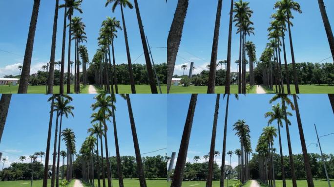 巴西圣何塞多斯坎波斯的布尔·马克思公园-达·西达德公园的鸟瞰图。高大美丽的棕榈树。