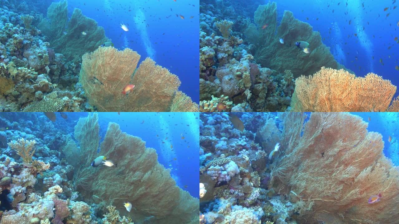 水下场景 -- 海底的大蛇发女怪人和珊瑚