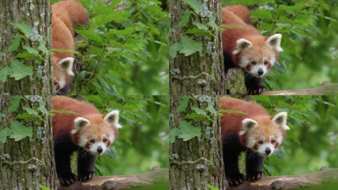 小熊猫在树上谨慎行走并看着特定物体的特写镜头