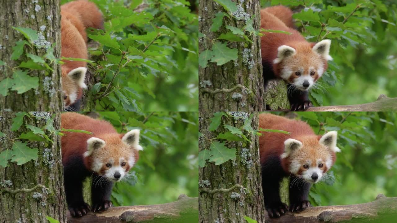 小熊猫在树上谨慎行走并看着特定物体的特写镜头