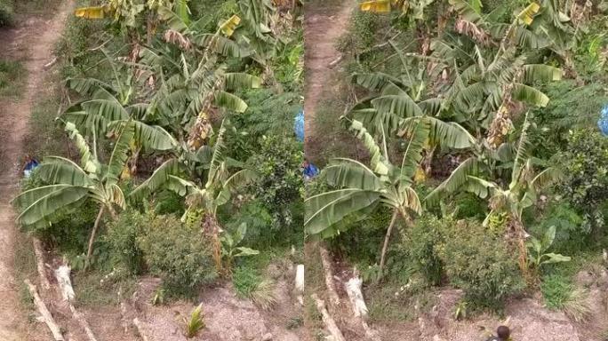 男子在轮机筒中拿起木瓜并在水果种植园中行走的垂直视频