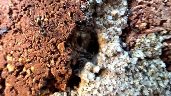 在澳大利亚悉尼郊区的一所房屋中，蚂蚁与蚂蚁进出砖腔的蚂蚁巢穴的宏观特写