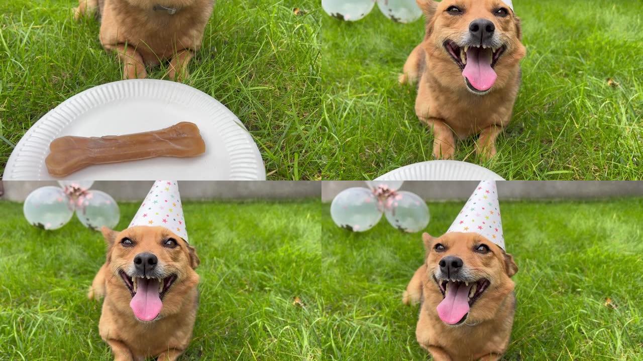 绿色草地上的生日快乐狗，背景上的气球。