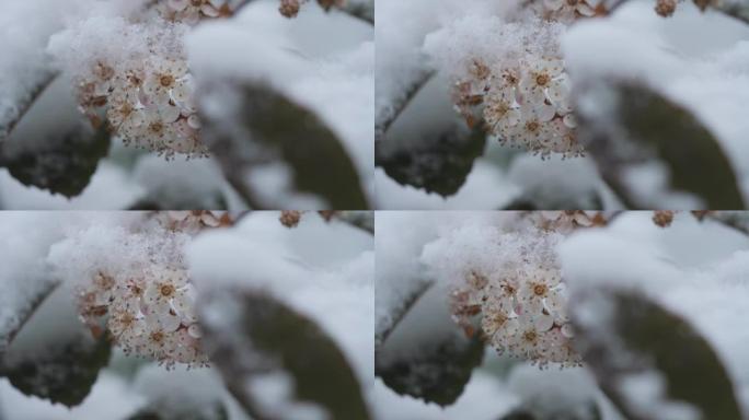 早春花被雪覆盖的特写镜头。