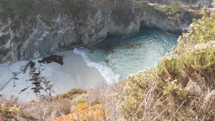 野生斑点海狗鸟，太平洋港海狮休息，加利福尼亚海滩