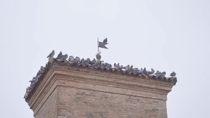 坐在屋顶上的鸽子