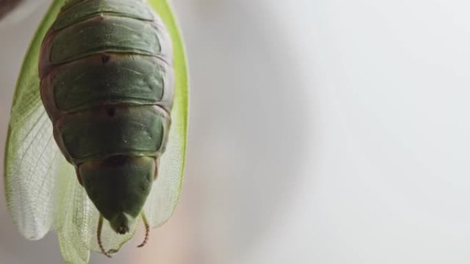 在实验室条件下，雌性螳螂身体的呼吸收缩。生物。昆虫研究