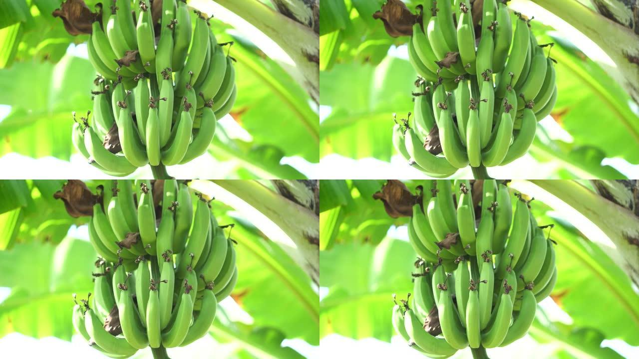 香蕉特写绿色食品有机水果蔬农产品