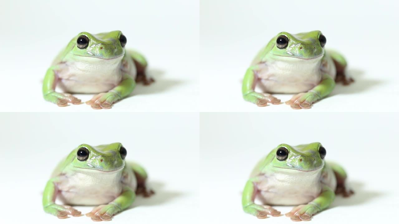 矮胖的树蛙或白色背景上的白色树蛙