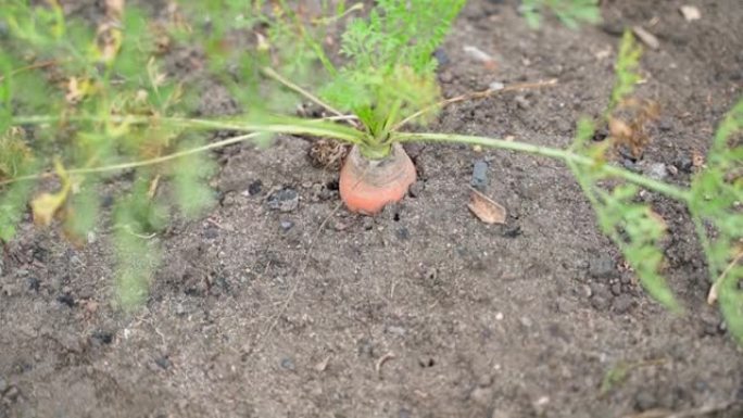 大胡萝卜生长在土壤特写。平稳的摄像机运动