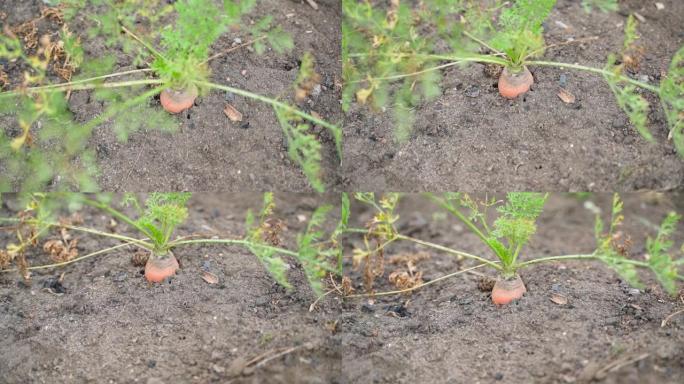 大胡萝卜生长在土壤特写。平稳的摄像机运动