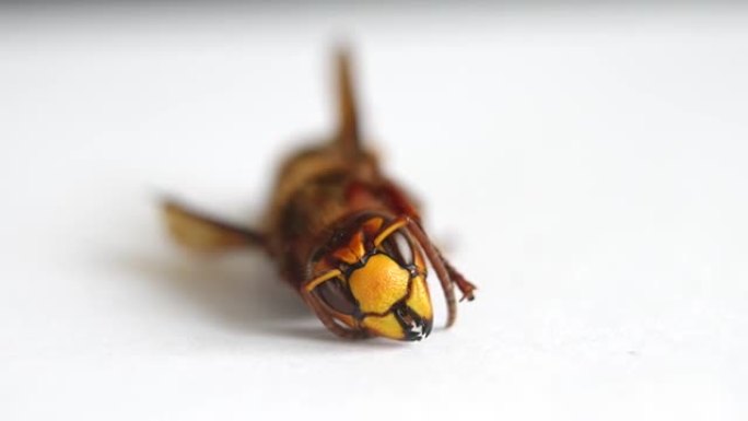 欧洲大黄蜂 (Vespa crabro) 的HD