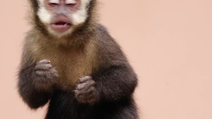 卷尾猴的选择性聚焦，在高清中吃粉红色背景上孤立的东西
