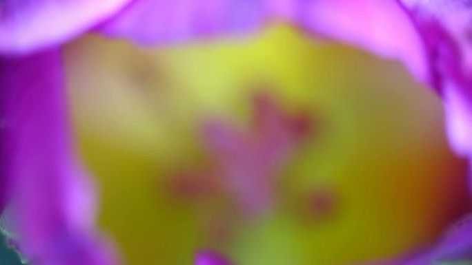 紫色郁金香，百合科雌蕊，背景上有黄色花瓣的心皮。缩放滑入花头