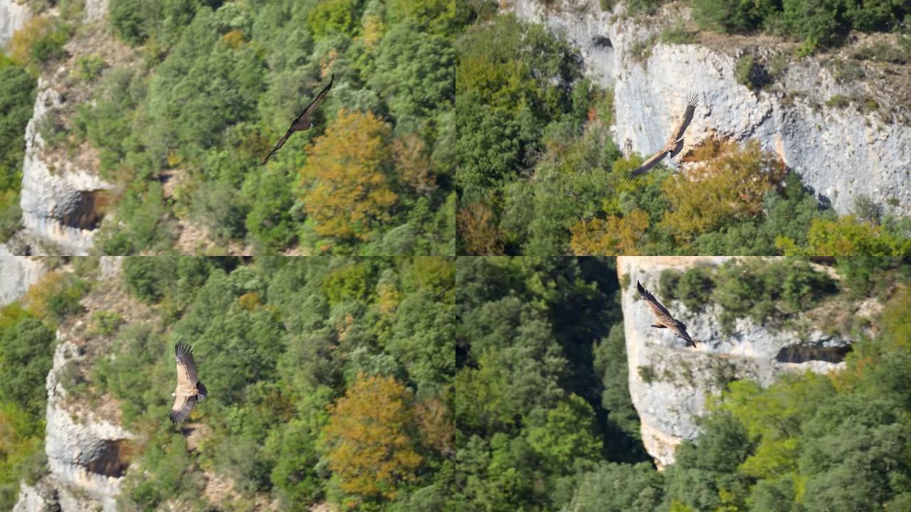 欧亚狮鹫 (Gyps fulvus) 在山间峡谷中飞翔