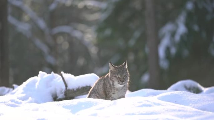 山猫舔着自己，好奇地在深雪中环顾四周。冬季森林里有野生动物，呼气时嘴里冒烟。