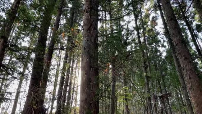 清爽的微风吹拂着日本森林里清新的绿叶