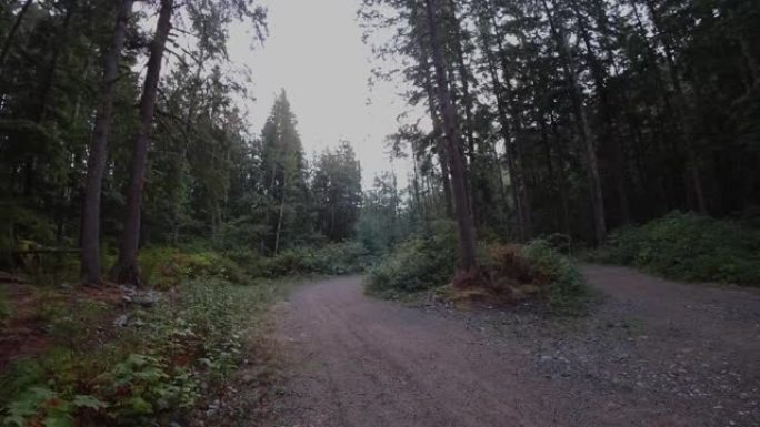 加拿大露营的绿色冷杉森林中的日出广角延时