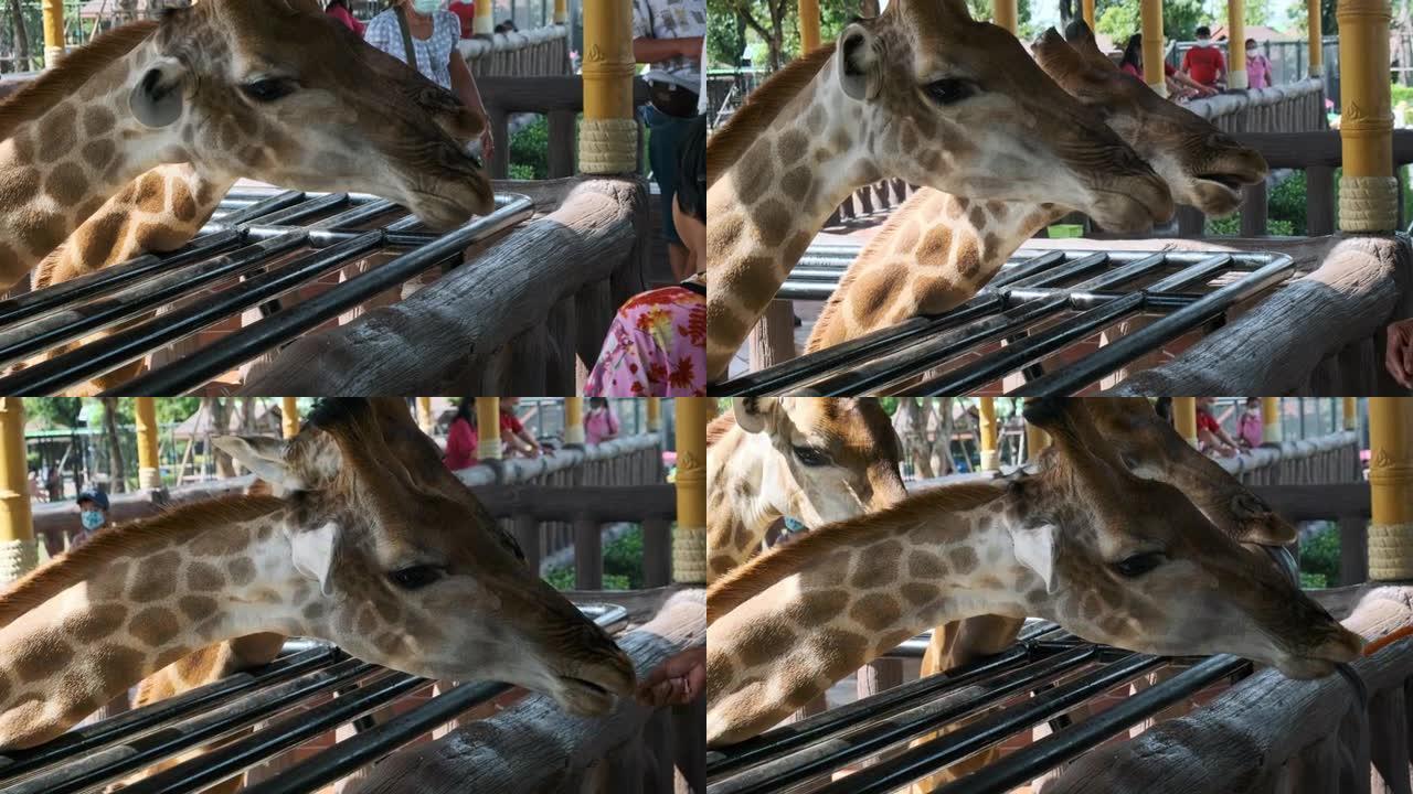 幼儿园男孩在动物园里给长颈鹿喂胡萝卜