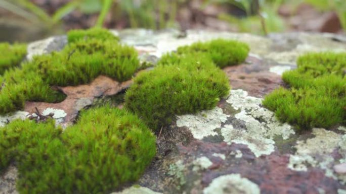 地板上美丽的绿色苔藓