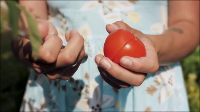 番茄。雌性双手握住番茄，将其切成两块。特写