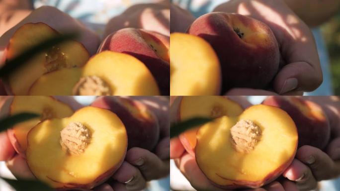 桃果。晴朗的晴天，美丽的新鲜桃子果实在女性手掌中的特写镜头，相机缓慢移动