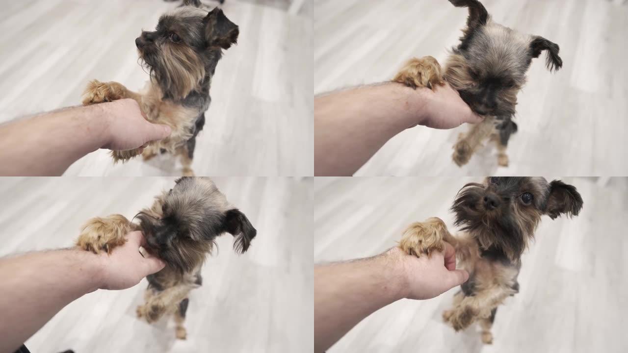 一只可爱的小约克夏犬的特写。请一个男人抚摸他。站在它的后腿上