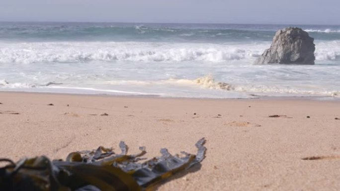 海带海藻在沙滩上，海浪撞击，加利福尼亚海岸飞溅