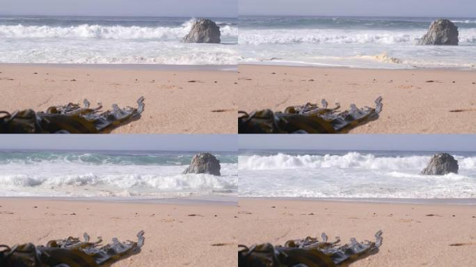 海带海藻在沙滩上，海浪撞击，加利福尼亚海岸飞溅