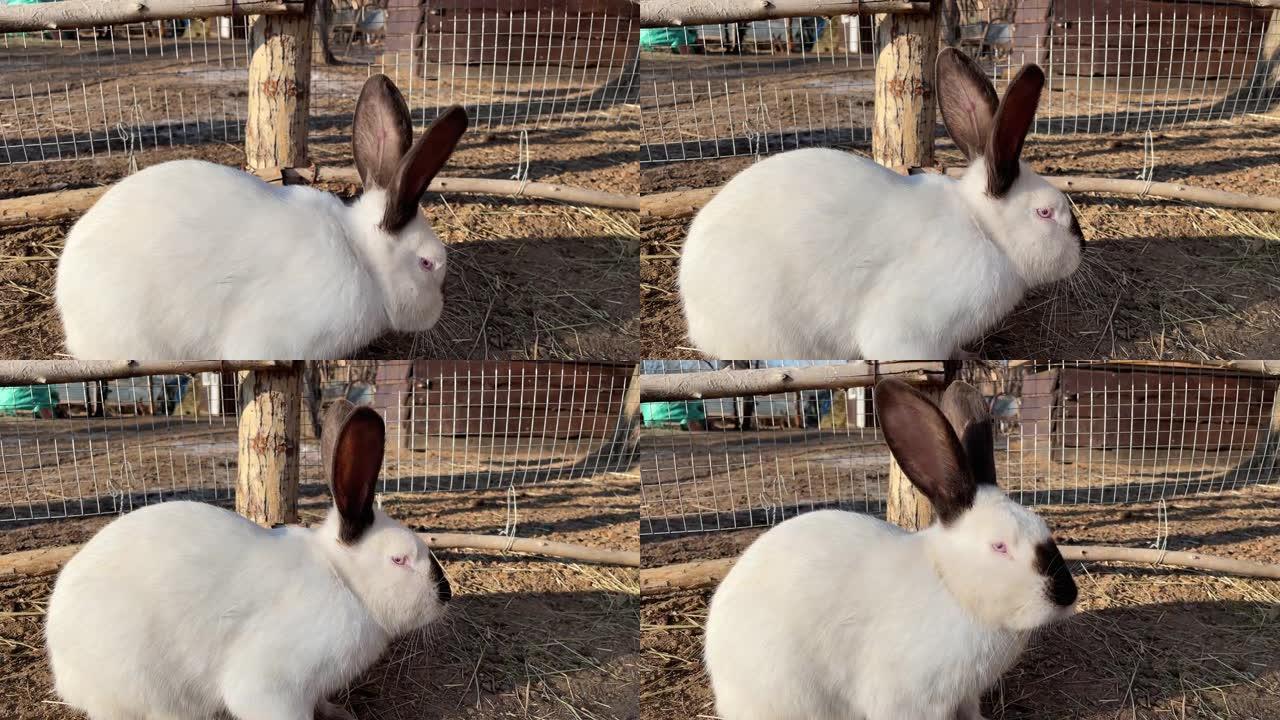 一只白色棕色蓬松的兔子在地上奔跑并进食。家养农场可爱漂亮的野兔