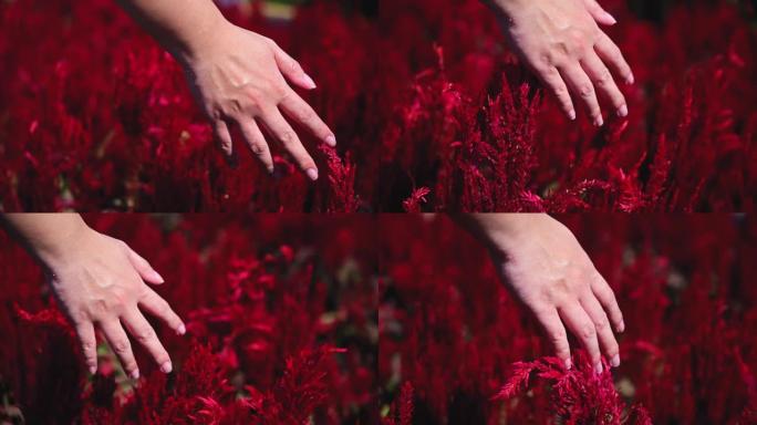 美丽的女人在盛开的花园田野中行走和触摸红花的手。