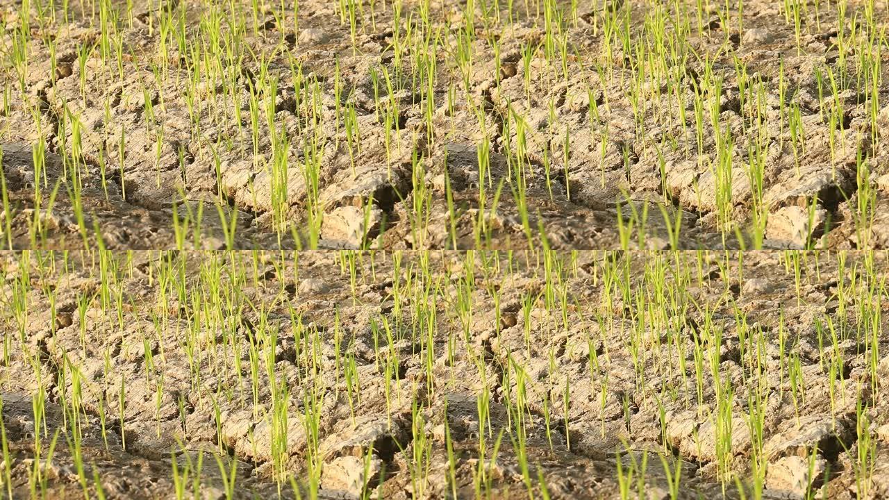 干旱土壤上的水稻树苗