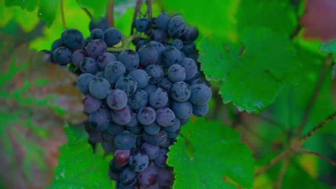 在葡萄园的特写镜头中生长了一大束蓝色的葡萄。平稳的摄像机运动