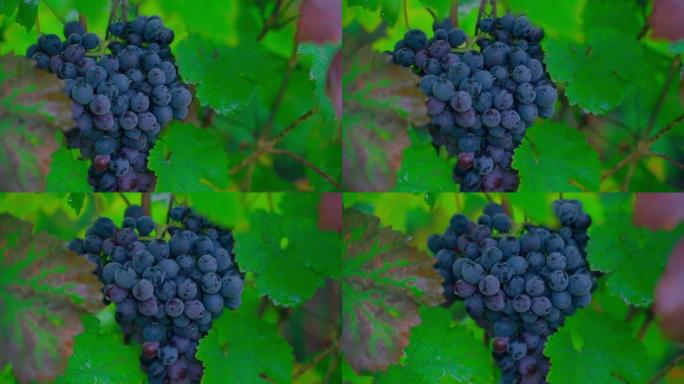 在葡萄园的特写镜头中生长了一大束蓝色的葡萄。平稳的摄像机运动