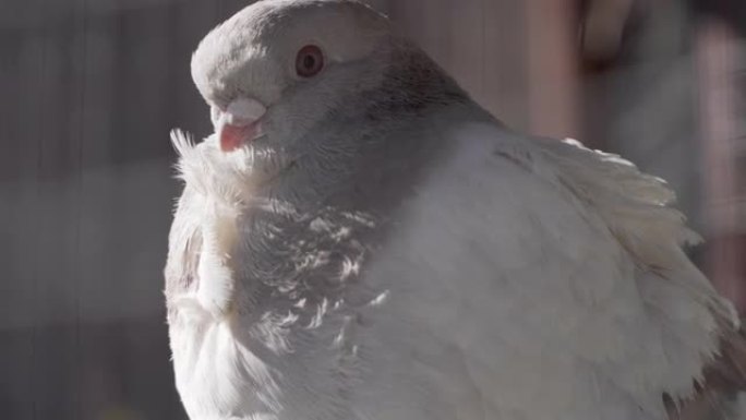 皇家鸽子头的特写鸽子鸟视频素材