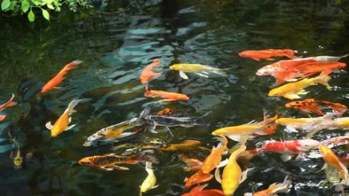 锦鲤鱼或鲤鱼在池塘里游泳。它是金红色橙色黑色和黄色的锦鲤鱼体。鱼在池塘里游泳。室外游泳池里的品种更加