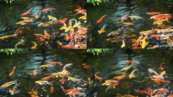 锦鲤鱼或鲤鱼在池塘里游泳。它是金红色橙色黑色和黄色的锦鲤鱼体。鱼在池塘里游泳。室外游泳池里的品种更加