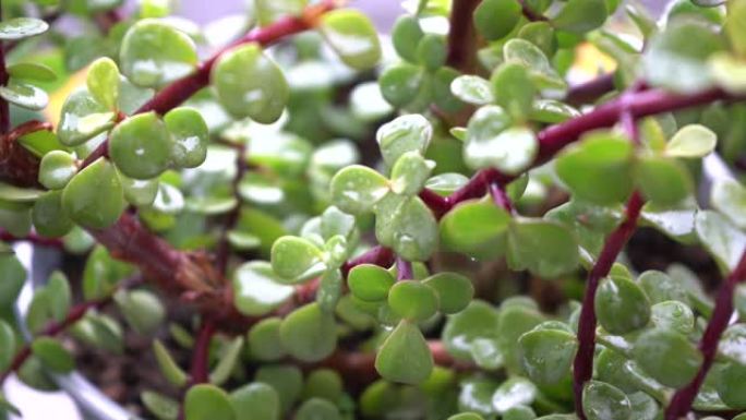 雨滴和金钱树Crassula