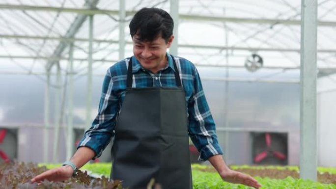在有机花园工作的中年亚洲男子。温室农场中的有机水培蔬菜。
