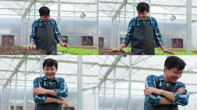 在有机花园工作的中年亚洲男子。温室农场中的有机水培蔬菜。