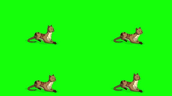 红色虎斑猫坐着，躺下，再次站起来，色度键4K