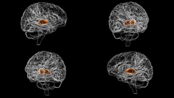 脑丘脑解剖医学概念3D动画