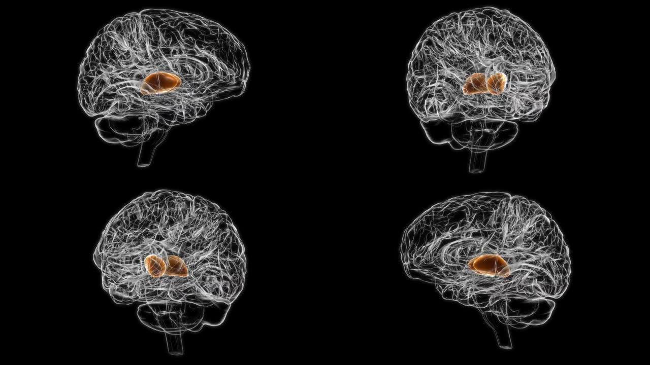 脑丘脑解剖医学概念3D动画