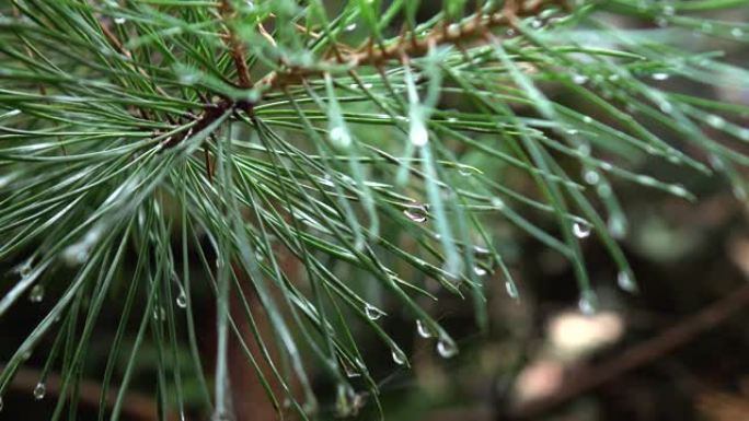 雨后云杉树枝上的水滴