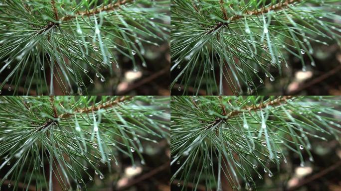 雨后云杉树枝上的水滴