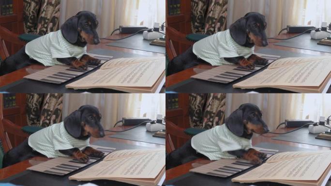 狗坐在桌子上，拿着音乐笔记本，弹奏彩绘钢琴键盘。